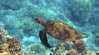 Морски костенурки все по-често хапят плувци във водите край гръцкия остров Крит